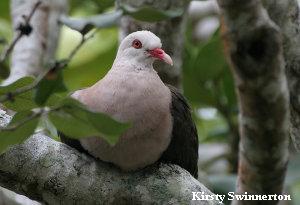 Pink pigeon Pink pigeon